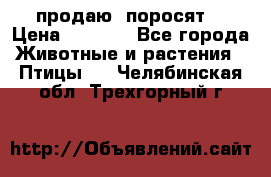 продаю  поросят  › Цена ­ 1 000 - Все города Животные и растения » Птицы   . Челябинская обл.,Трехгорный г.